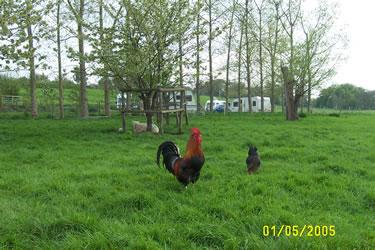 Barrow Farm chickens, Frome, Somerset