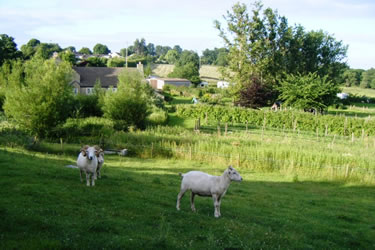 Barrow Farm sheep, Frome, Somerset
